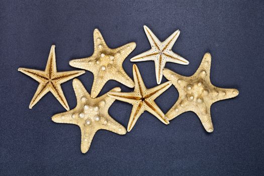 Top view of six starfish.