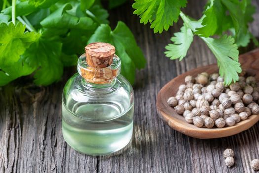 A bottle of coriander essential oil with coriander seeds and fre