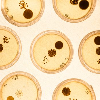 Growing Bacteria in Petri Dishes.