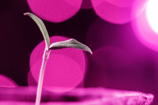 Growing seedlings under special artificial LED lamps with a spectrum favorable for plants without sunlight