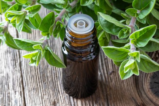 A bottle of oregano essential oil with oregano twigs