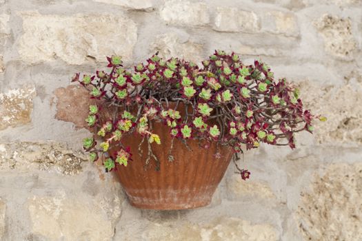 Flower pot with succulent plant on antique brick wall.