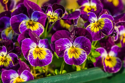 purple garden pansy flowers in macro closeup, colorful ornamental flowers for the backyard, popular flowers from Europe and Asia, nature background