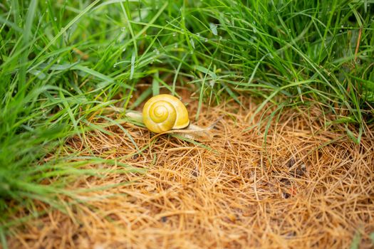A vineyard snail in the grass with water drops
