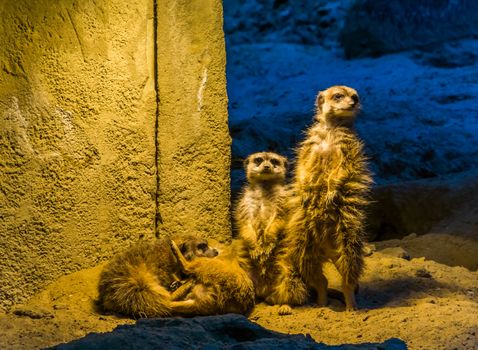 cute family portrait of meerkats together, two standing and two playing on the ground, popular zoo animals and pets