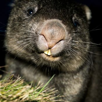 Wombat at night