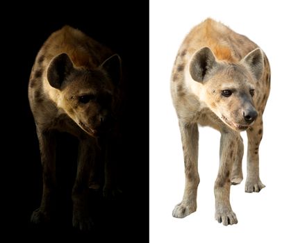 spotted hyena standing in the dark and white background