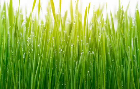 Green wheat grass isolated on white background