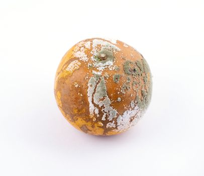 rotten and moldy orange