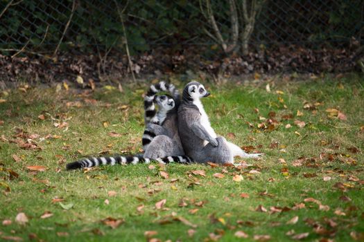 Lemurs play outside on a meadow