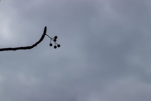 cute flower and branche in shadow under gray sky