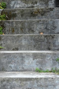 concrete stairs slick and mossy
