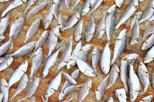 patterns of dried fish