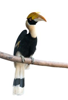 Great hornbill (Buceros bicornis) isolated on white background
