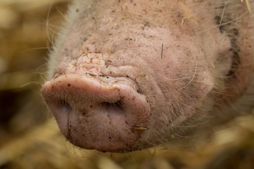 Close-up of a snout from the pig