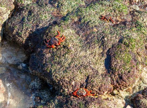 Red-footed crabs walk on stones on the coast of the Gulf of Oman