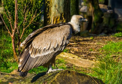 closeup of a griffon vulture standing on a tree trunk, common scavenger bird from europe