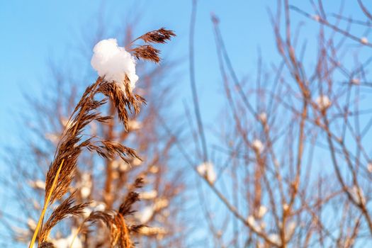 Spikelet of grass with a lump of snow and branches of bushes against the blue sky