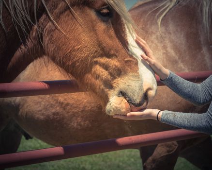 Woman hand feeding Belgian Heavy Horse at farm in North Texas, America