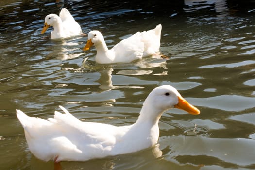 White ducks in pond