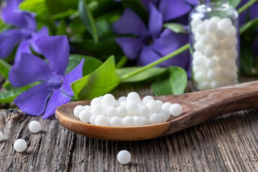 Homeopathic pills on a spoon and Vinca minor plant