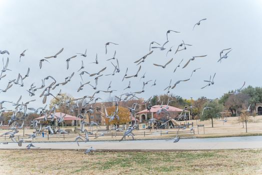 Crowed group of doves flying at American park in autumn season