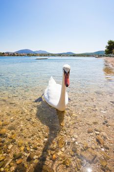 Bilice, Sibenik-Knin, Croatia - A young curious swan looking out