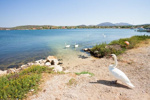 Bilice, Sibenik-Knin, Croatia - A swan cob waiting for its famil