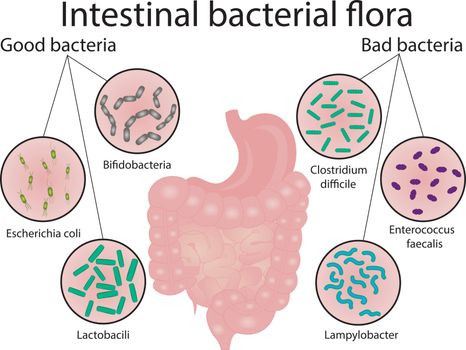 Intestinal bacteria flora. Good and bad bacterias. Vector illustration