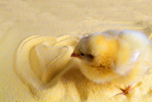 Cute little chicken isolated on yellow background
