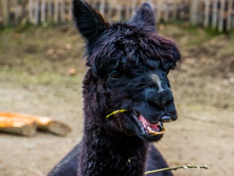 funny black alpaca chewing on some hay, Alpaca face in closeup, Bare nose syndrome, Animal alopecia causing hair loss on the nose