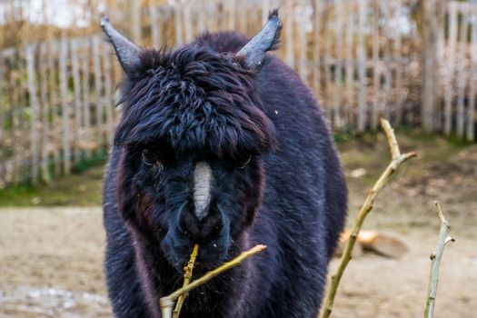 the face of a black alpaca in closeup, alpaca with bare nose syndrome, Animal with Alopecia causing baldness on the nose