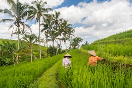 Female farmers working in Jatiluwih rice terrace plantations on Bali, Indonesia, south east Asia.
