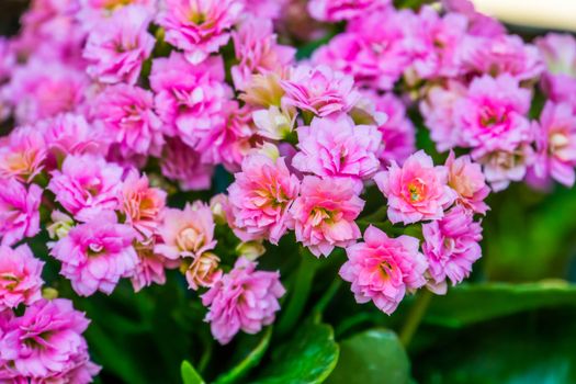 small pink flowers of a kalanchoe plant in macro closeup, popular decorative flower from Africa, nature background