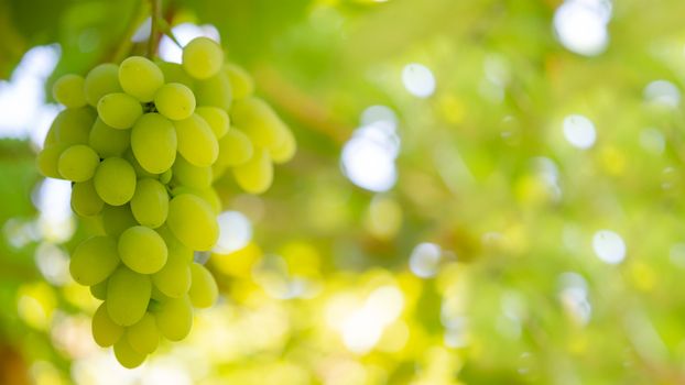 Close-up Image of Ripe Bunche of the White Wine Grapes on Vine