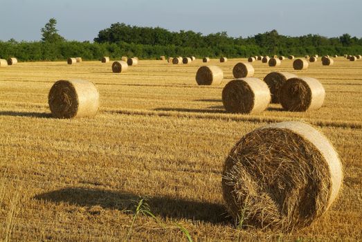 hay bale in harvest field