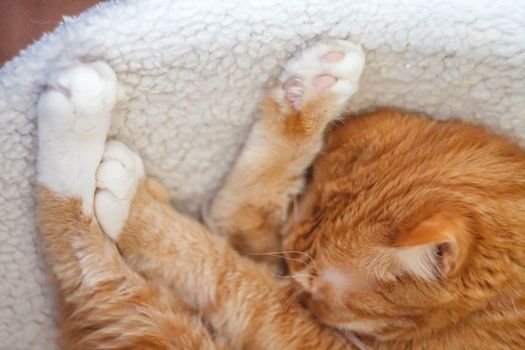 Beautiful red cat sleeping, close-up. Concept. healthy restful s