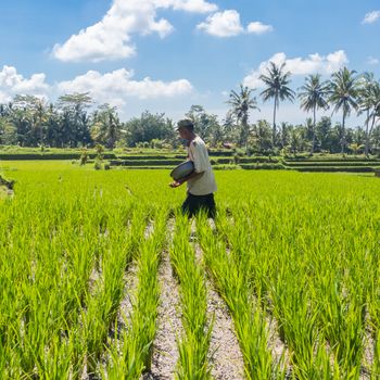 Male farmer working in beautiful rice terrace plantation near Ubud,Bali, Indonesia, south east Asia