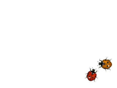 ladybugs on white background