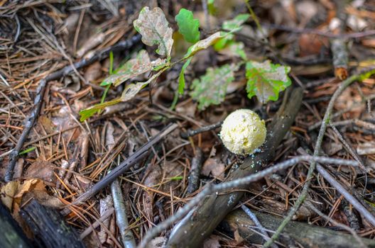 Mushroom called scleroderma bovista in the forest