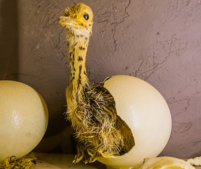 baby ostrich coming out of a hatched egg, birth process of a flightless bird, stuffed animals and decorations