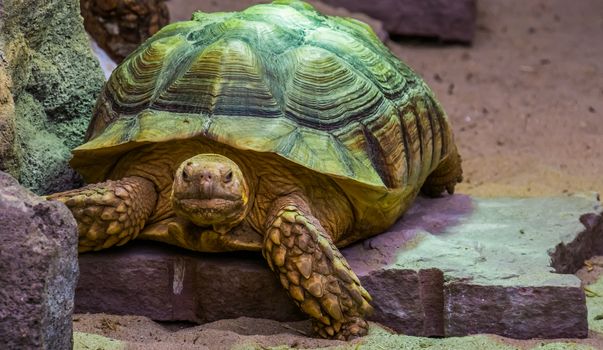 African spurred tortoise in closeup, tropical land turtle from the desert of Africa, Vulnerable reptile specie