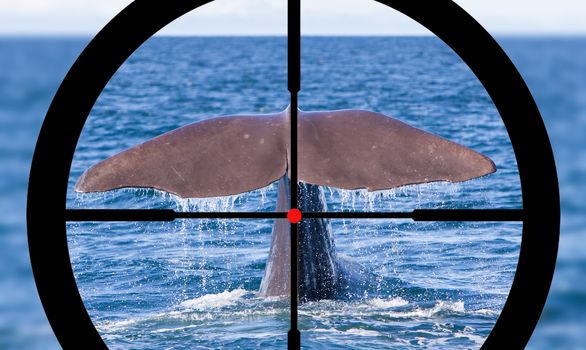Hunting a Sperm Whale