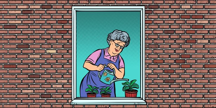 The old woman in the window watering potted flowers