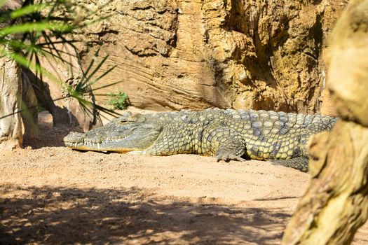 Cocodrilo del Nilo Crocodylus niloticus