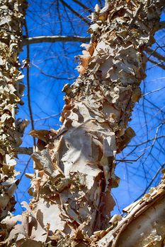 Paperbark Birch with Curling Bark