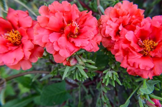 Pink and red portulaca terry flowers on natural daylight green leaves background