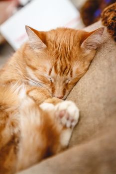 Beautiful red cat sleeping, close-up. Concept. healthy restful s