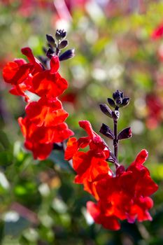 Beautiful red flower of Snapdragon close up in the flower garden