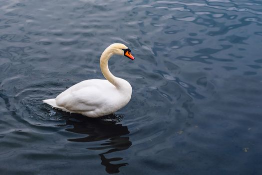Single Swan on the Pond.